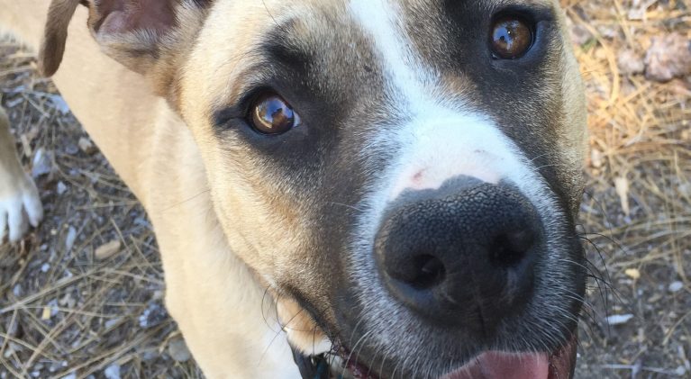 Tahoe Tails — Adoptable Pets in South Lake Tahoe
