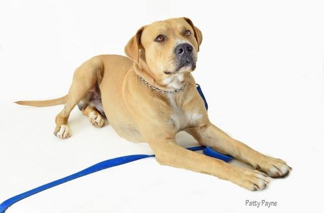 Tahoe Tails — Adoptable Pets in South Lake Tahoe