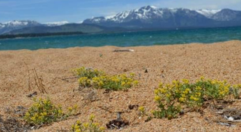 Tahoe yellow cress planting at Baldwin Beach