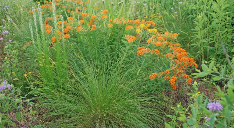Manage water where it falls for a healthier landscape