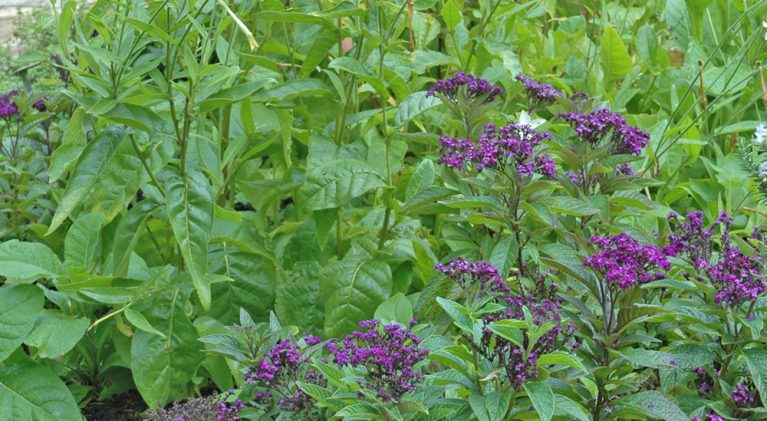 Garden your way to better health